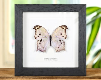 Forest Mother-Of-Pearl Butterfly In Box Frame (Salamis parhassus)