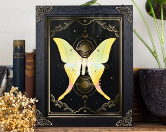 Indian Moon Moth on Gold Foil Moon Phases Background (Actias selene)