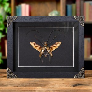 Longhorn Beetle In Baroque Style Frame (Batocera celebiana)