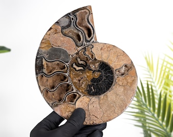 Rare 7.5 Inch Black Ammonite Cut &amp; Polished Fossil (Cleoniceras sp)