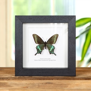 Alpine Black Swallowtail Spring Form (Papilio maackii spring form)