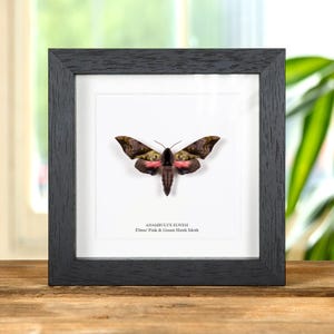 Op de afbeelding: Een ingelijst insectenspecimen van een Elwes' Pink & Green Hawk Moth (Anamulyx elwesi) in een zwarte lijst. De mot heeft bruine vleugels met groene en roze markeringen.