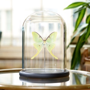 May include: A green luna moth preserved under a glass dome on a black base. The moth is displayed on a black stand inside the dome.