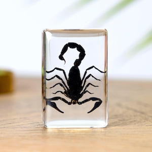 May include: A black scorpion preserved within a clear, rectangular resin block. The scorpion is centrally positioned, with its tail curled over its body. The transparent resin allows a full view of the scorpion. The background is a blurred wooden surface.