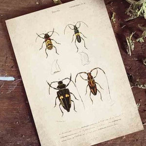 Beetle Print, Antique Beetle Print, Antique Beetle Print, Vintage Entomology Print Wall Art - A4, A3, A2