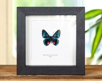 Necyria duellona Butterfly in Box Frame