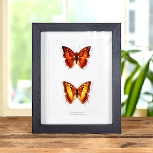 Cadre papillon Charaxes mâle et femelle à rayures argentées dans une boîte (Charaxes lasti)