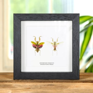 Könnte beinhalten: Gerahmter Ausstellungsraum mit zwei konservierten Creobroter gemmatus, auch bekannt als Juwelen-Blumenmantis. Die Gottesanbeterinnen werden auf einem weißen Hintergrund mit dem wissenschaftlichen Namen und dem gebräuchlichen Namen darunter gezeigt.