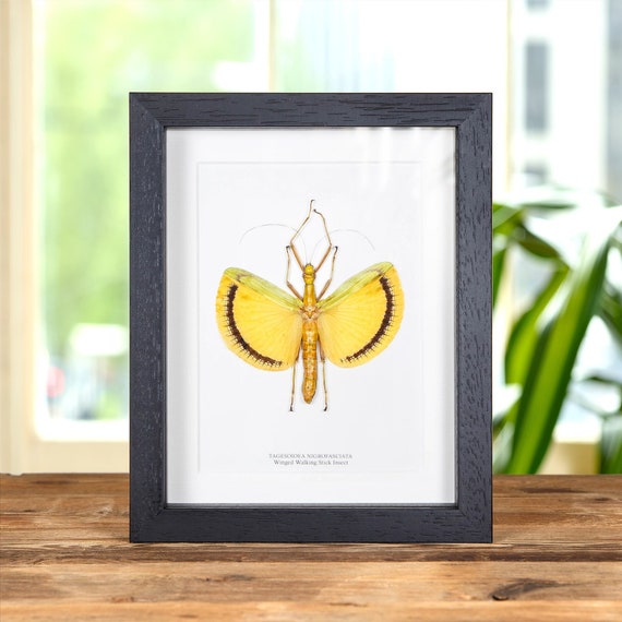 Winged Walking Stick Insect in Box Frame (tagesoidea Nigrofasciata