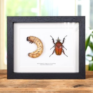 Giant Flower Beetle &amp; Larvae In Box Frame (mecynorhina torquata ugandensis)