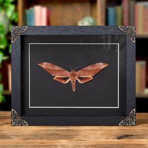Scarce Velvet Hawkmoth In Baroque Style Frame (Clanis titan)