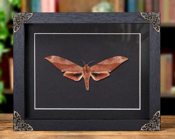 Scarce Velvet Hawkmoth In Baroque Style Frame (Clanis titan)