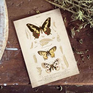 Könnte beinhalten: Vintage-Illustration von drei Schmetterlingen mit detaillierten Zeichnungen ihrer Lebenszyklusphasen, einschließlich Eier, Raupen und Puppen. Die Schmetterlinge sind in verschiedenen Entwicklungsstadien dargestellt und zeigen ihre Verwandlung von der Larve zum Erwachsenen.