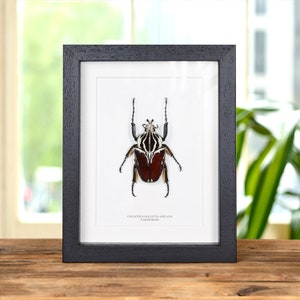 Goliath Käfer im Kastenrahmen (Goliathus goliatus apicalis)