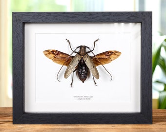 Framed Batocera Lamondi Beetle, Solomon Islands Insect Wall Art - Etsy