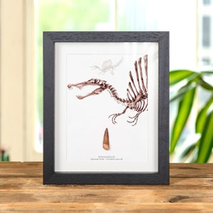 Spinosaur Dinosaur Close-up Illustration & Tooth Fossil (Spinosaurus sp)