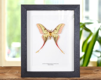 Extremely Rare Hybrid Moon Moth In Box Frame (Actias dubernardi x Graellsia Isabellae)