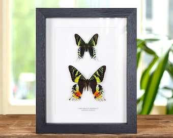 Chrysiridia rhipheus y Urania leilus de Madagascar