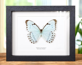 Epistrophus Morpho Butterfly In Box Frame (Morpho epistrophus)