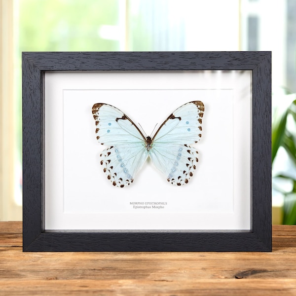 Epistrophus Morpho Butterfly In Box Frame (Morpho epistrophus)