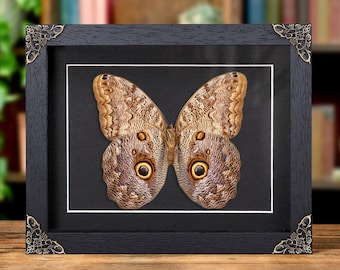 Giant Owl Butterfly In Baroque Style Frame (Caligo telamonius)