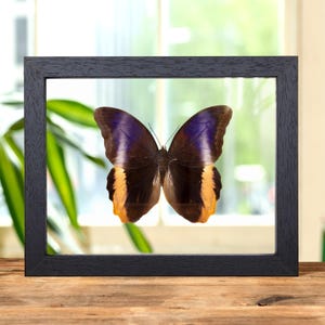 Geelgerande reuzenuilvlinder in doorzichtige glazen lijst (Caligo atreus)