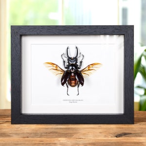 Stag Beetle In Box Frame (Odontolabis dalmani)