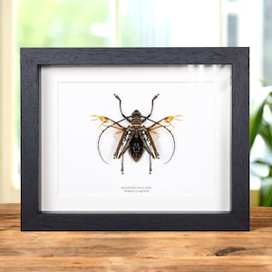 Wallace&#39;s Long-horn Beetle With Wings Spread In Box Frame (Batocera wallacei)