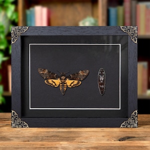 Pupae & Death&#39;s Head Hawk Moth In Baroque Style Frame (Acherontia atropos)