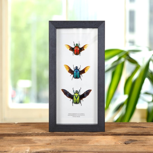 Flower Beetle Rainbow Trio with Wings Spread in Box Frame from Thailand
