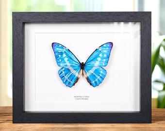 Morpho Cypris Peru (PE) - BIG Unmounted Tropical Specimen