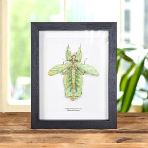Riesenblatt Insekt mit ausgebreiteten Flügeln in Kastenrahmen (Phyllium giganteum)