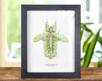 Gigantisch bladinsect met gespreide vleugels in lijst (Phyllium giganteum)