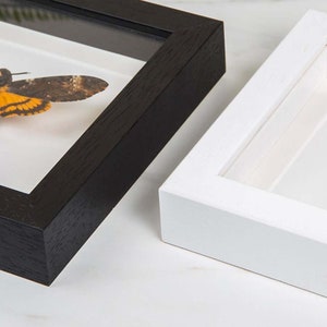 May include: Close-up of two shadow box frames, one black and one white. The black frame contains a preserved moth with brown and yellow wings. The frames are on a white surface, showcasing the contrast between the dark and light frames.