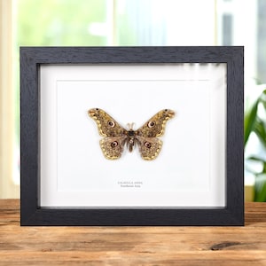 Caligula anna In Box Frame From Southeast Asia