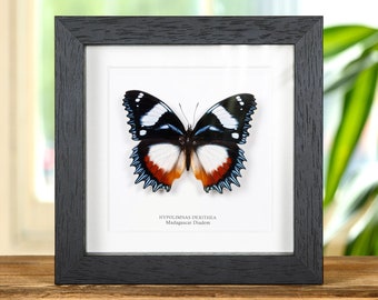 Puede incluir: Un espécimen de mariposa enmarcado con alas negras, blancas, rojas y azules. La mariposa está etiquetada como "Hypolimnas dexithea Madagascar Diadem".
