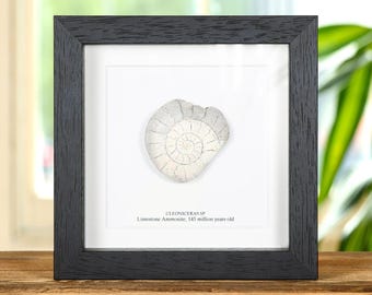 Grande ammonite calcarea in cornice a scatola (Cleoniceras sp)