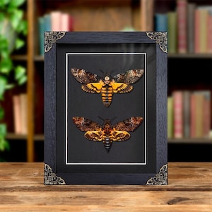 Atropos vs. Lachesis Death&#39;s Head Hawk Moth Frame