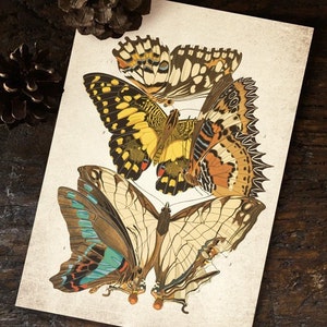 Butterfly Print, Antique Butterfly Print, Antique Butterfly Art Print, Vintage Butterfly Print Wall Art - A4, A3, A2