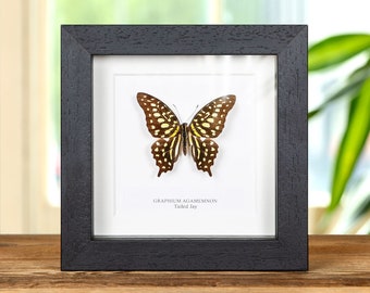 Staartgaai Swallowtail in doos (Graphium agamemnon)