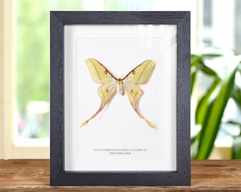 Female Hybrid Moon Moth In Box Frame (Actias dubernardi x Graellsia Isabellae)