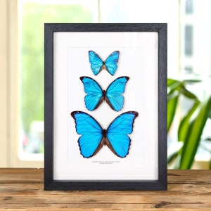 Morpho Trio in Box Frame (Morpho didius, menelaus, aega)