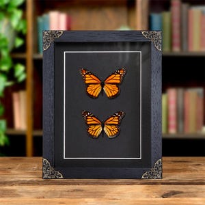 Ein Paar Schmetterlinge aus Männchen und Weibchen im Barockstil (Danaus plexippus) Bild 1