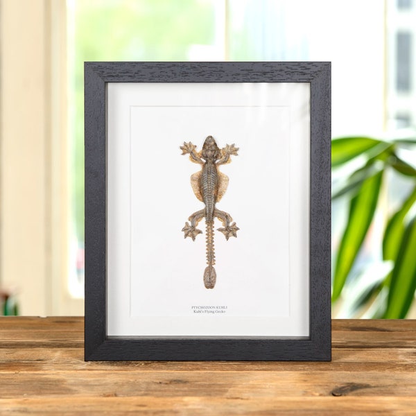 Taxidermy Kuhl's Flying Gecko in Box Frame (Ptychozoon kuhli)