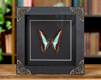 Blue Triangle Butterfly In Baroque Style Frame (Graphium sarpedon)