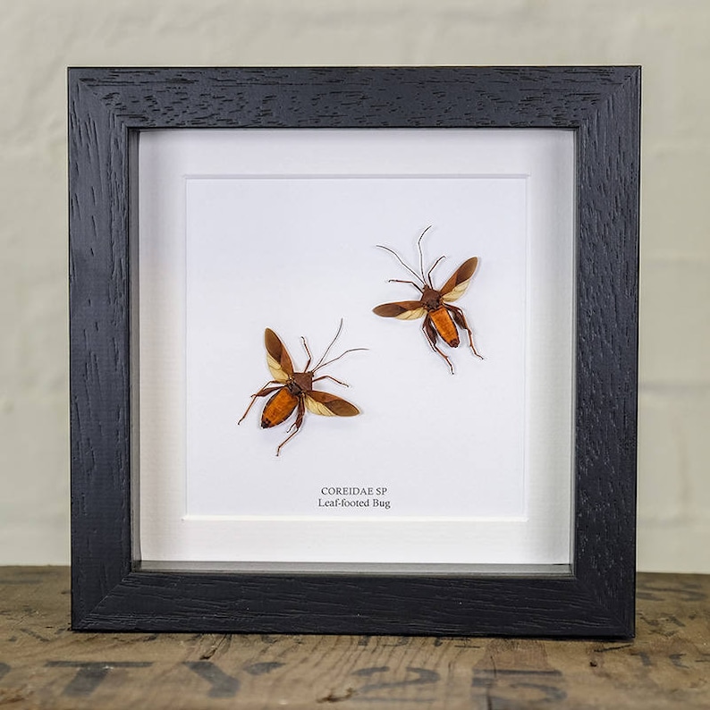 Real Insect Frame Leaf-footed bug in Box Frame Entomology Frame. Coreidae