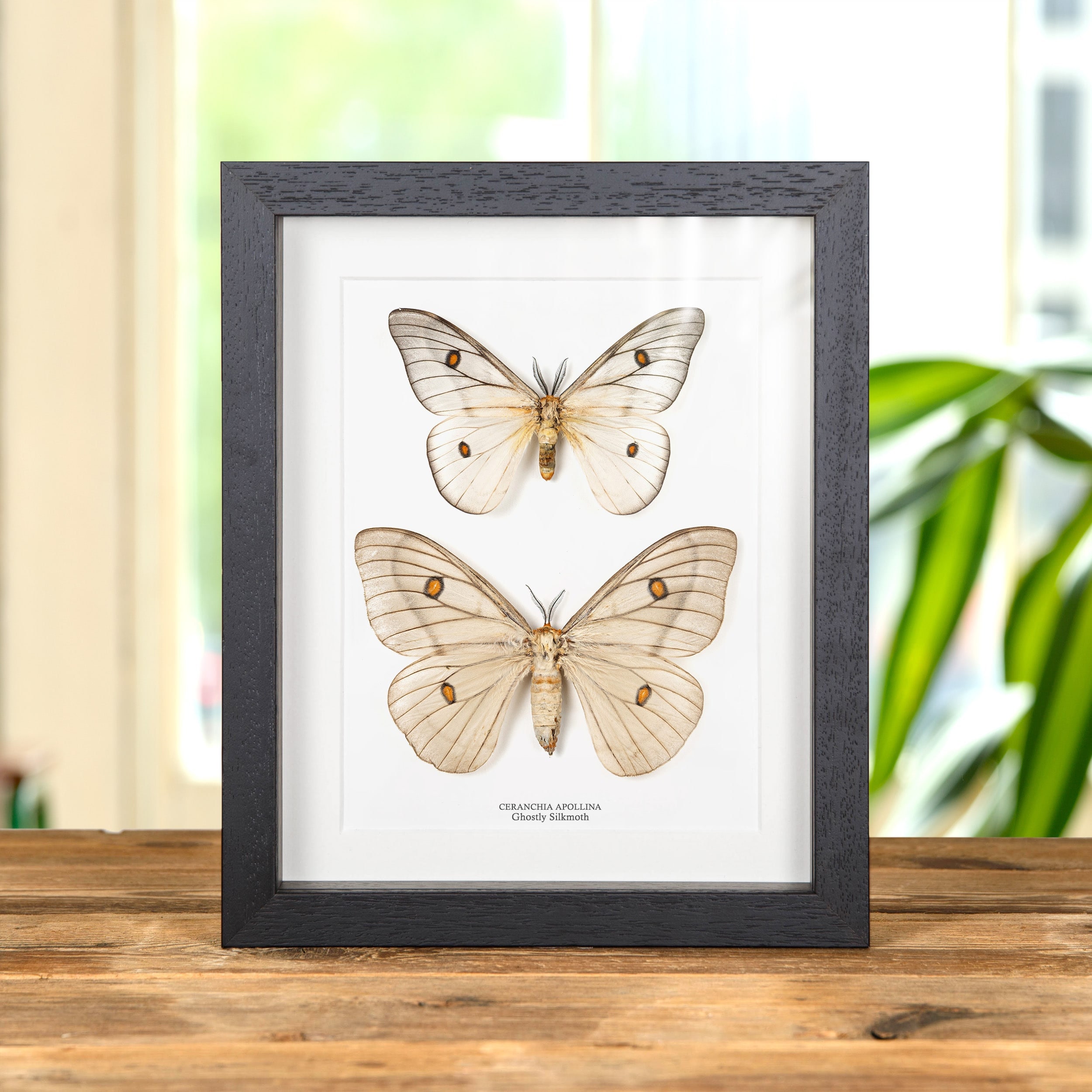 標本 Ceranchia apollina2 pair 112mm 122mm 標本 Ceranchia apollina2 pair 112mm 122mm Framed Ghostly Silk Moth
