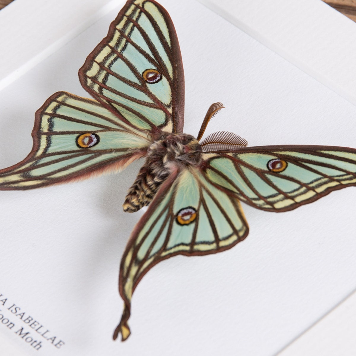 Spanish Moon Moth in Box Frame (graellsia Isabellae) - Etsy