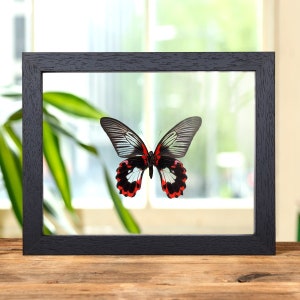 Scharlachrote mormonische weiße Form in Klarglasrahmen (Papilio rumanzovia)