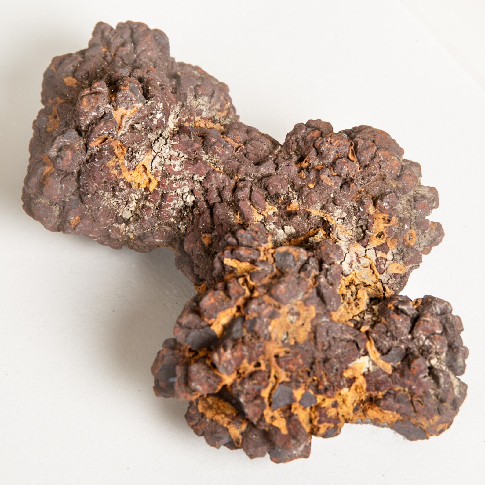 dinosaur fossilised poo